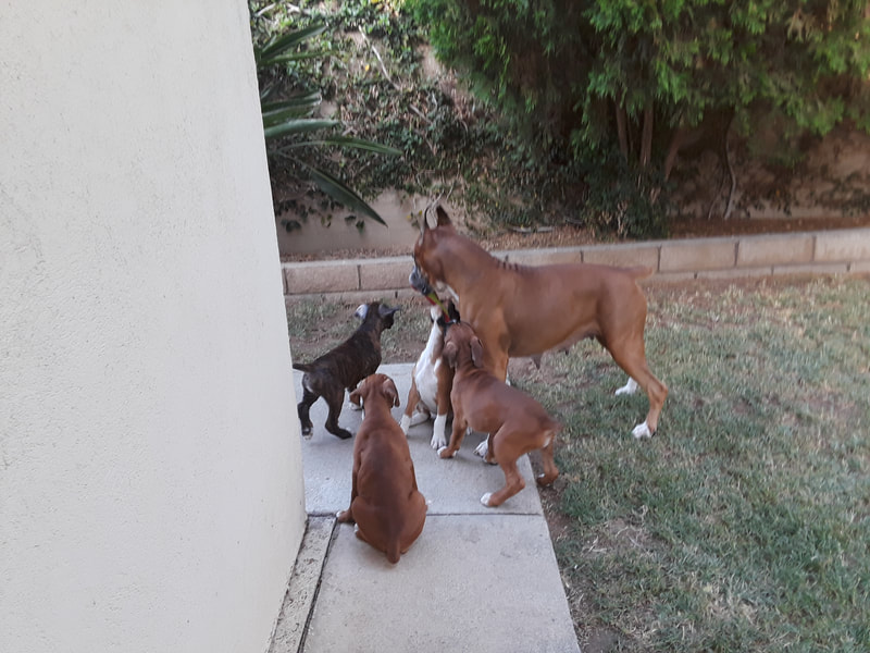 Kody with his Mom and litter-mates